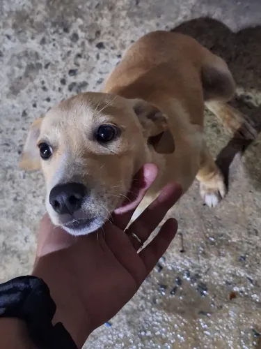 Cachorrinho de 7 meses porte médio