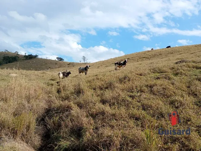 Sítio à venda 17 alqueires em pasto formado