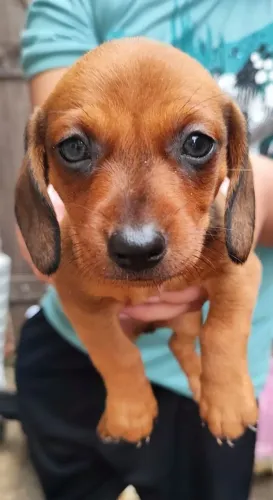Filhote de dachshund / salsichinha 