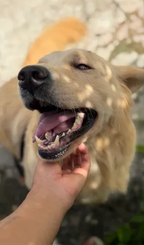 Golden - 2 anos (vender/trocar)
