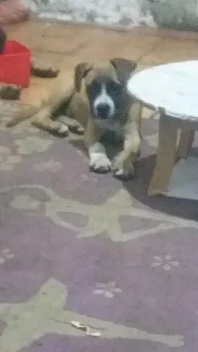 Filhote bóxer