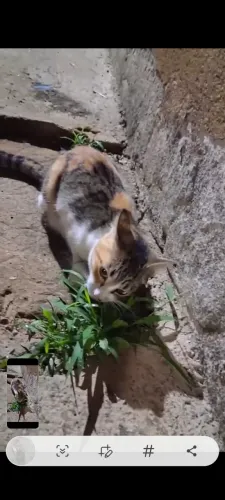 Gatinho