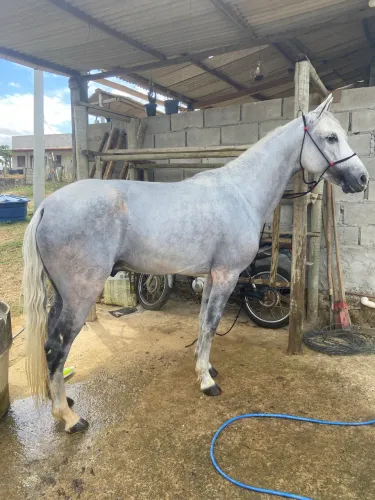 CAVALO MANGALARGA GARANHÃO REGISTRADO