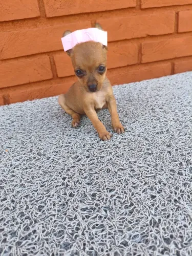 Filhotes de Pinscher fofinhos disponíveis - solicite mais informações!