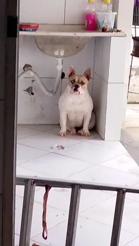 American Bully fêmea com apenas 3 anos de vida muito dócil,ama crianças 