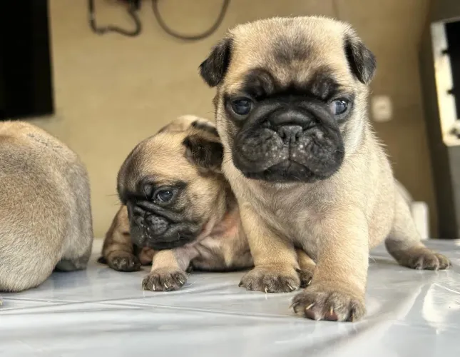 Filhotes de pug