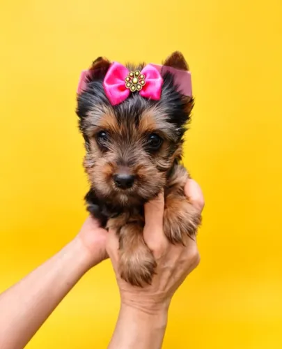 Princesinha Yorkshire à Sua Espera