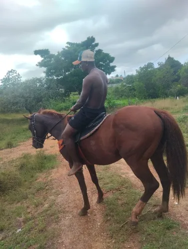 Cavalo quarto de milha terceira muda