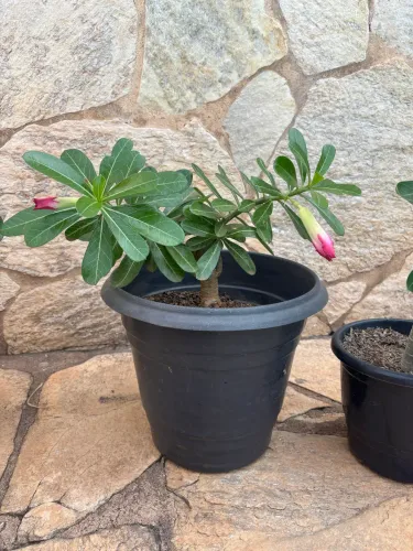 Rosa do Deserto Dobrada