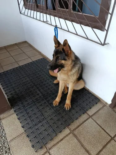 Pastor alemão