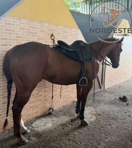 Cavalo de direita puro com documento
