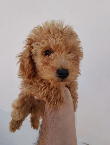 Poodle abricot/red - macho