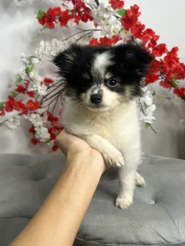 Spitz alemão macho