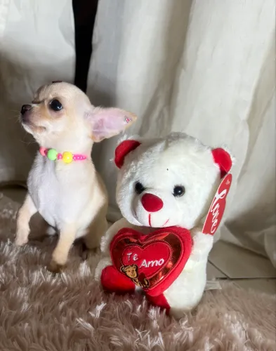 Chihuahua Fêmea Pêlo curto
