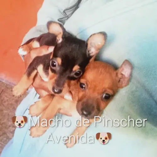 ?Lindos filhotes de Pinscher Macho ?
