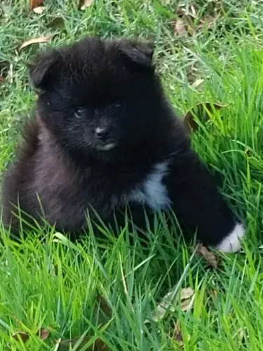 SPITZ MACHINHO