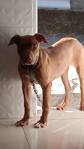 Cadela pitbull pitmonster 6 meses