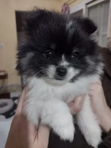 Lulu Pomerania Filhote macho