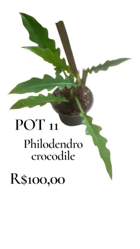 Philodendron crocodile