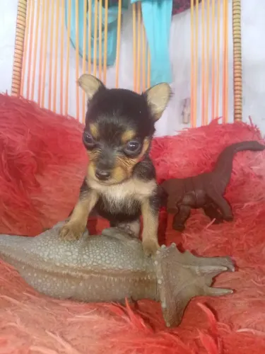Pinscher N° 1