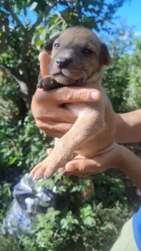 10 Cachorros SRD 45 dias