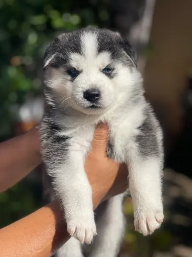 Filhotes de Husky siberiano 