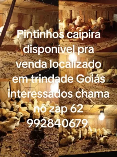 Pintinho caipira 