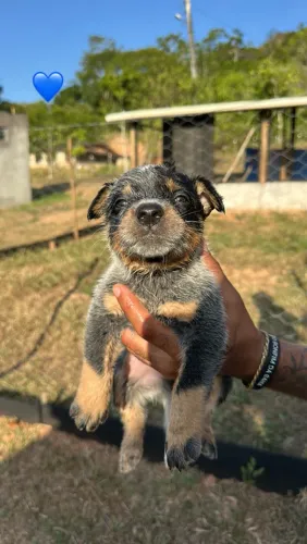 Filhotes Blue Heeler