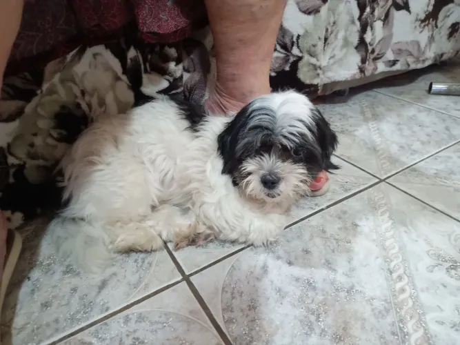 Cachorro Shitzu venda!