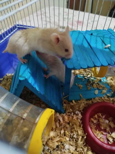 Hamister filhotes