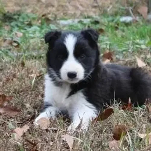 Border Collie,Border Collie Filhote Saudável e Inteligente para Excelente Companhia