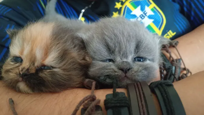 Gatinhos persa