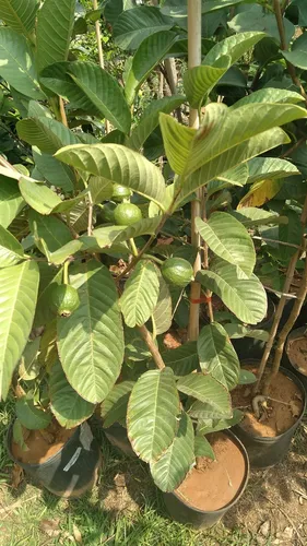 Mudas frutíferas e nativas