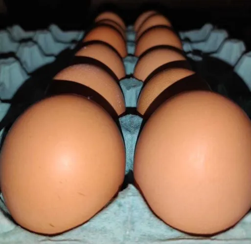 Ovos Orgânicos 10 unidades Direto da Fazenda