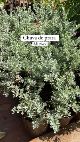 Chuva de Prata - Mudas