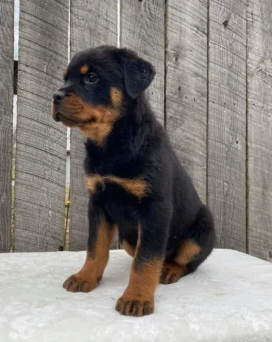 Filhotes de Rottweiler | Um amigo peludo pra alegrar o dia!