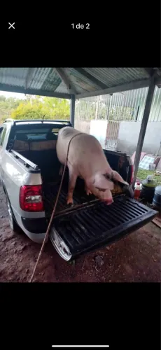 Vendo porco para fim de ano ja
