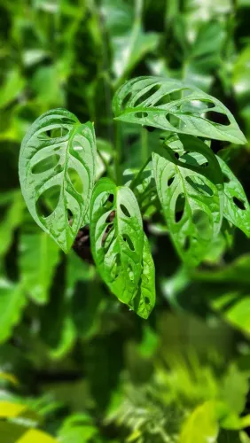 Muda de Monstera, planta Ornamental pedente 