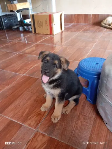 Filhote pastor alemão
