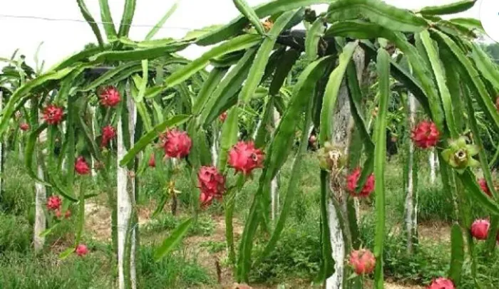 Vendo mudas de pitayas enxertada