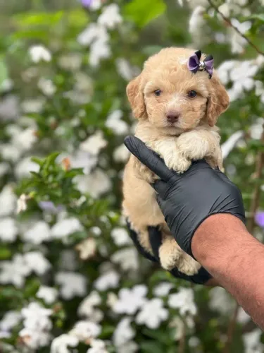 Poodle menina champanhe
