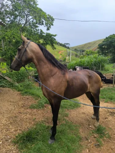 Cavalo Mangalarga