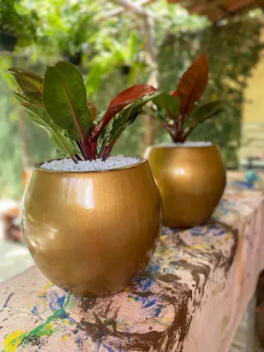 Jarro com planta