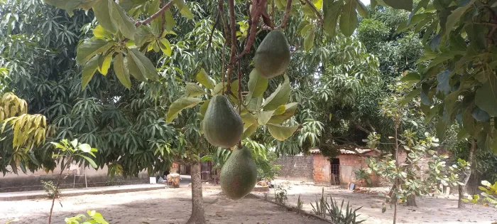 Sítio com casa ótima localização
