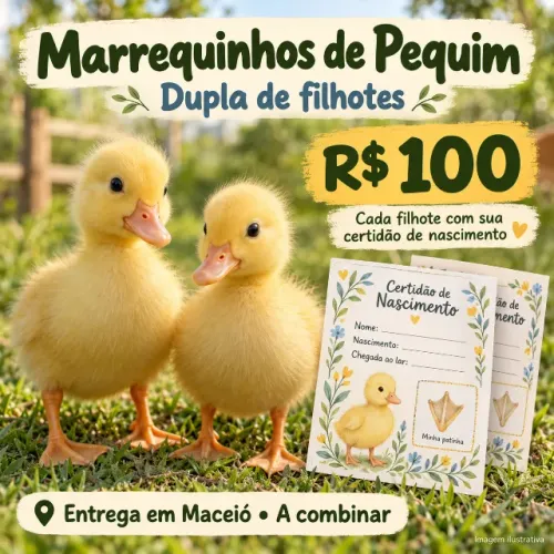 Marrecos de Pequim em duplas | Filhotes e adultos