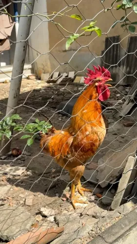 Galo caipira