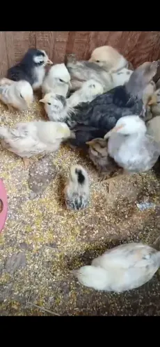 Pintinhos de garnize