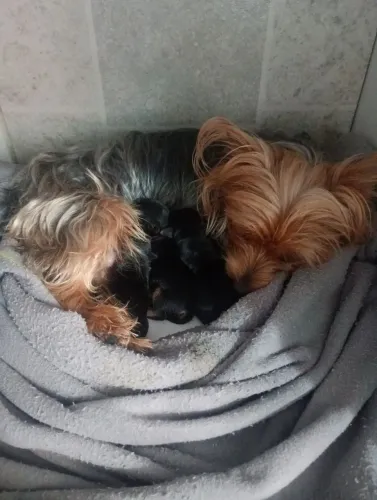 Cachorro yorkshire puro fêmea e macho