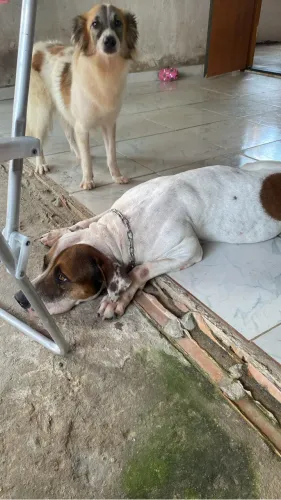 Adoção responsável