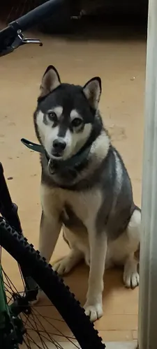 Husky Siberiano (raça pura).